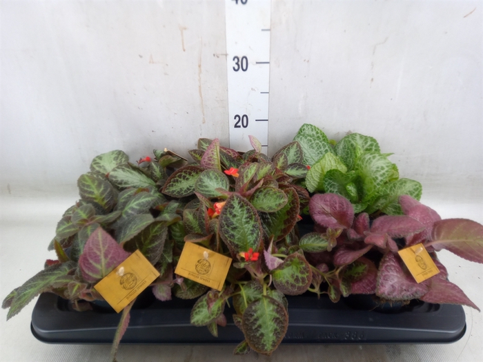 <h4>Episcia   ...</h4>