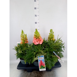 Delphinium  'Red Lark'