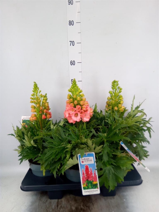 <h4>Delphinium  'Red Lark'</h4>