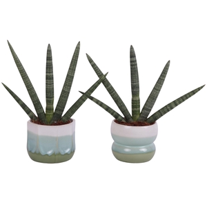 Sansevieria Cylindrica Handshake in Ø15cm Ceramic FB675