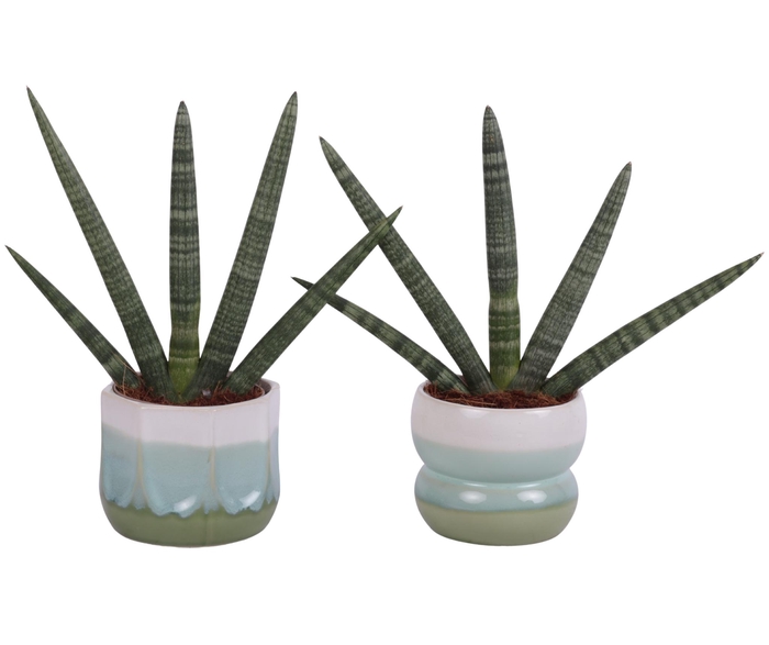 <h4>Sansevieria Cylindrica Handshake in Ø15cm Ceramic FB675</h4>