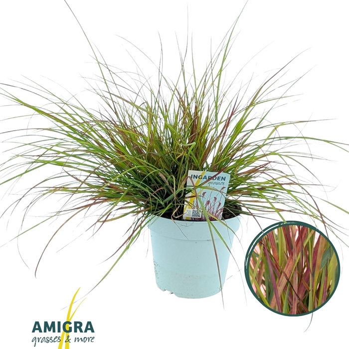 <h4>Pennisetum alop. 'Burgundy Bunny'</h4>