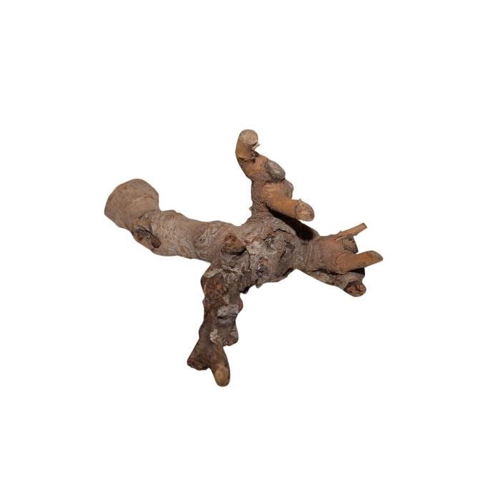 <h4>Branch Kuwa Root L25</h4>