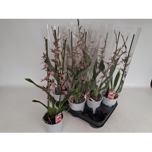 BRASSIA SUMMER DREAM