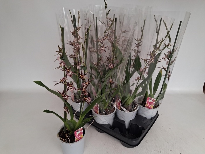 <h4>BRASSIA SUMMER DREAM</h4>