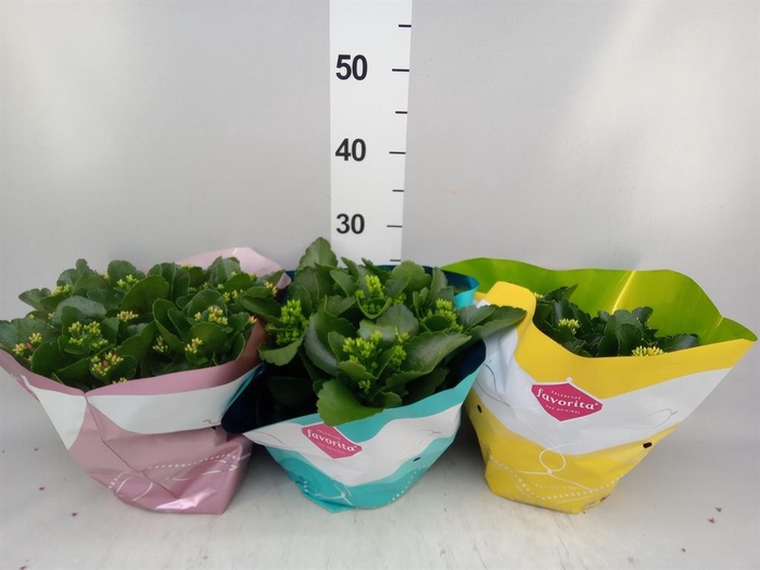 <h4>Kalanchoe blos.   ..mix 5</h4>
