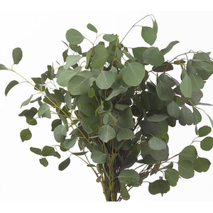 Eucal Populus 200gr