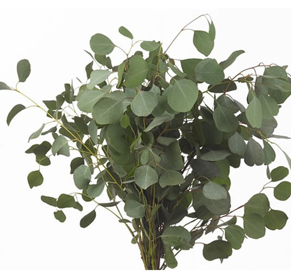 <h4>Eucal Populus 300gr</h4>
