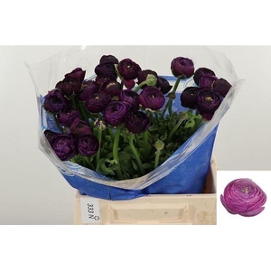 RAN SU NONNO ANTONIO