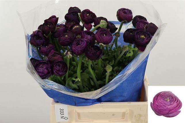 <h4>RAN SU NONNO ANTONIO</h4>