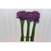 Allium Gladiator
