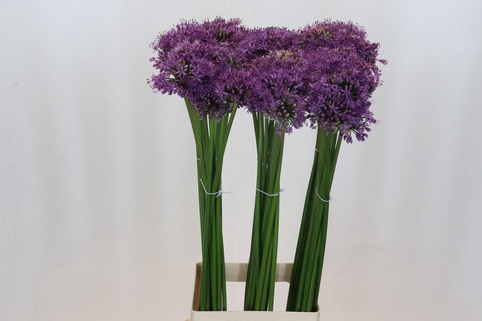Allium Gladiator