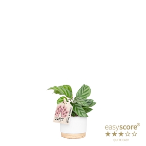 CALATHEA SPECIES P7 WB WHITE