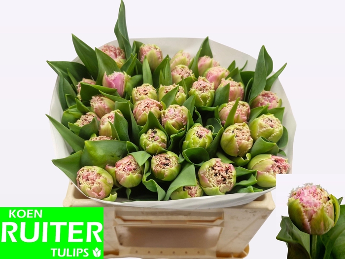 <h4>TU FR CAIRNS</h4>