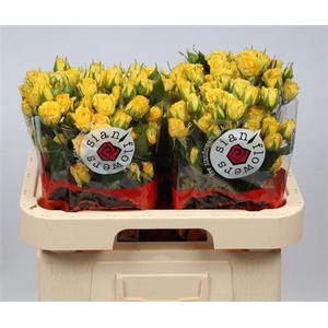 R Tr Golden Blossoms