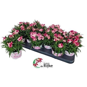 Dian Sprint Pink Pro