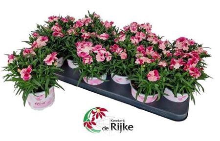 <h4>Dian Sprint Pink Pro</h4>