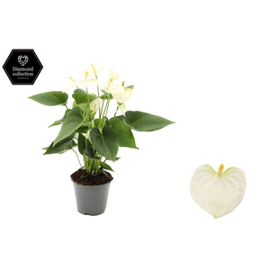Anthurium andr. 'Cocos'
