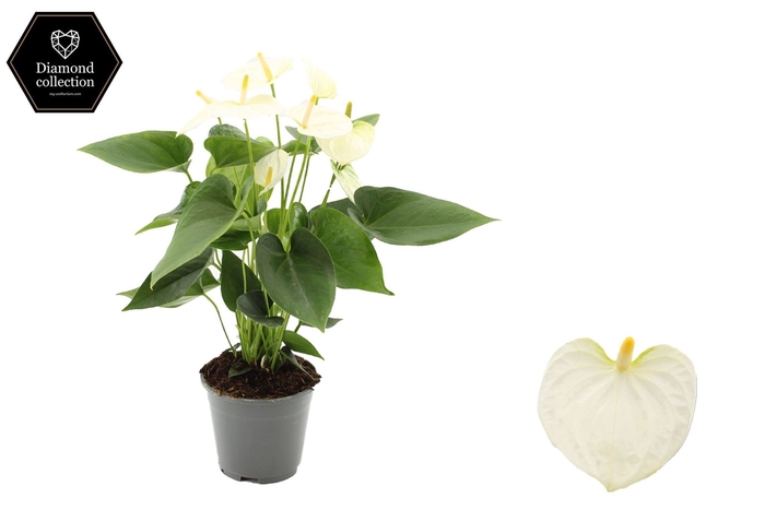 <h4>Anthurium andr. 'Cocos'</h4>