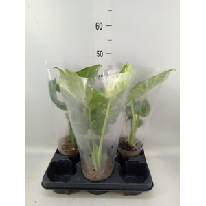 Monstera delic. 'Thai Constellatio'