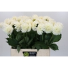 Dahlia Boom Boom White