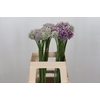 Allium Ampeloprasum