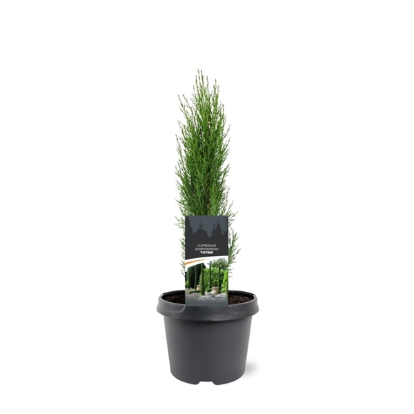 <h4>Cupressus sempervirens 'Totem'</h4>