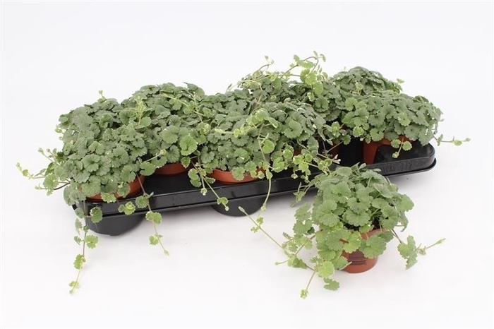 <h4>Nepeta Hederacea</h4>