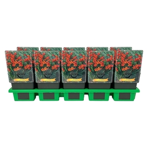 Crocosmia croc. 'Emily Mckenzie'