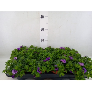 Calibrachoa  'Minifam Dk Blue'
