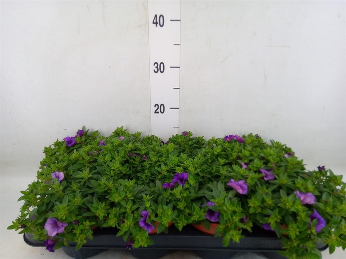 <h4>Calibrachoa  'Minifam Dk Blue'</h4>