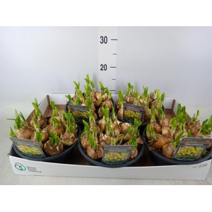 Narcissus  'Tete a tete'