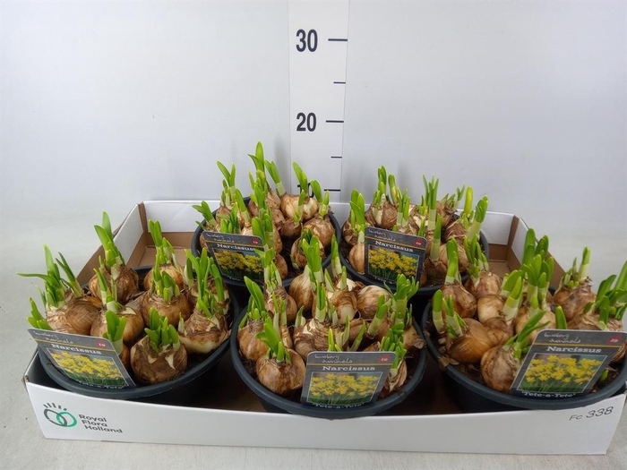 <h4>Narcissus 'Tete a tete'</h4>