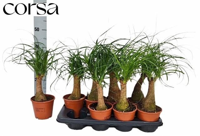 <h4>BEAUCARNEA RECUR</h4>