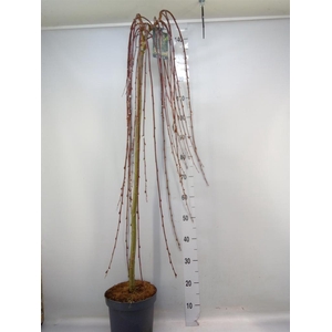 Salix caprea 'Kilmarnock'