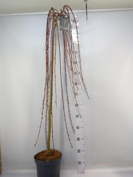 <h4>Salix caprea 'Kilmarnock'</h4>