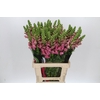 Antirrhinum Potomac Cherry Rose