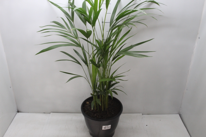 <h4>ARECA BAMBU P24</h4>