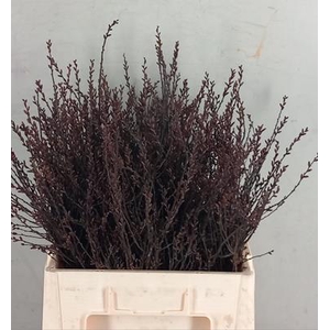 Myrica Gale (gagel)