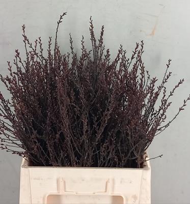 <h4>Myrica Gale (gagel)</h4>