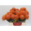 Nutans Ayoba Orange