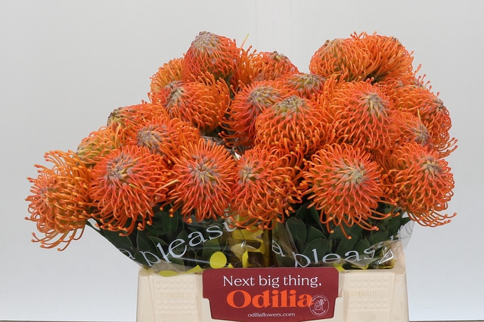 Nutans Ayoba Orange