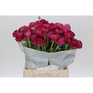 Ranunculus Clooney Flamenco