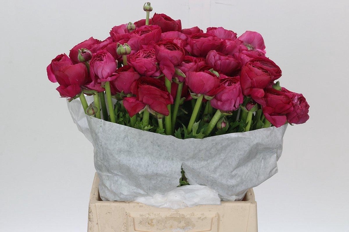 <h4>Ranunculus Clooney Flamenco</h4>