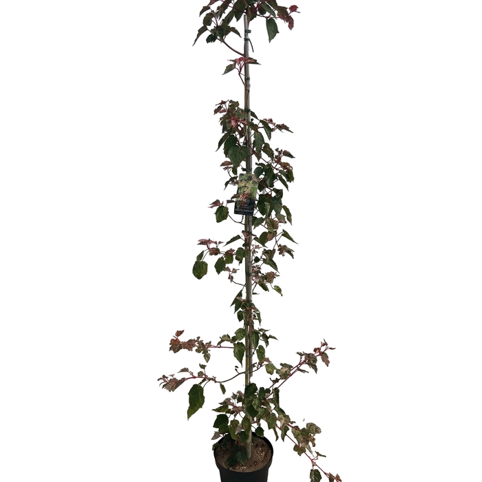 <h4>Acer con. 'Red Flamingo' geveerd</h4>