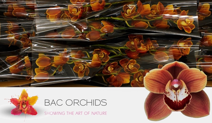 <h4>CYMB T RENE S WISH</h4>