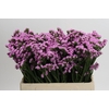Limonium Rosella Sun Birds