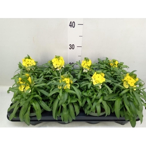 Erysimum  'Leya Lemon Glow'