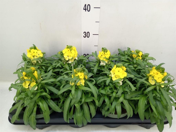 <h4>Erysimum 'Leya Lemon Glow'</h4>
