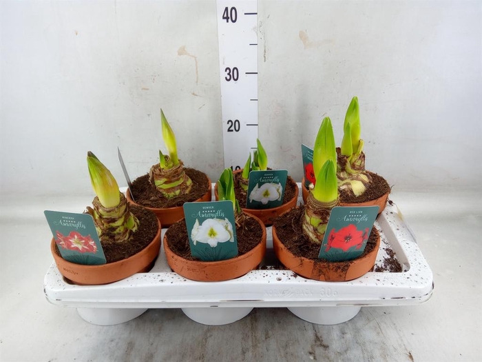 <h4>Hippeastrum   ...</h4>